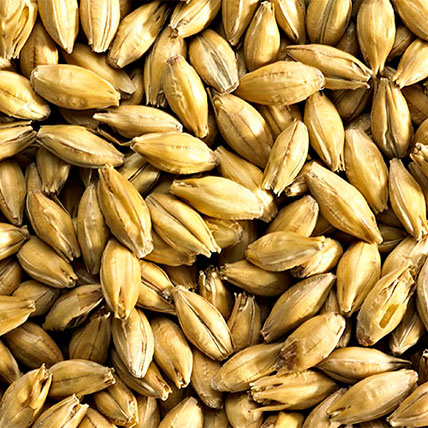 MALTA FINEST P.A MARIS OTTER