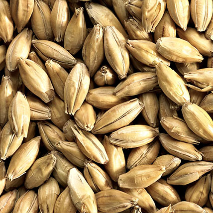 MALTA LOW COLOUR MARIS OTTER