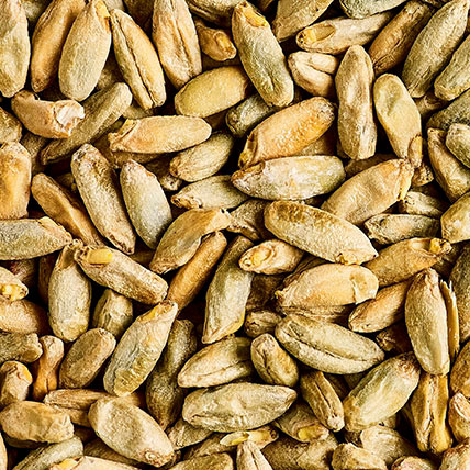 MALTA MALTED RYE
