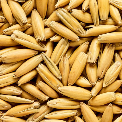 MALTA OAT MALT