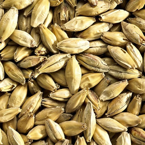 MALTA CORNISH GOLD MALT