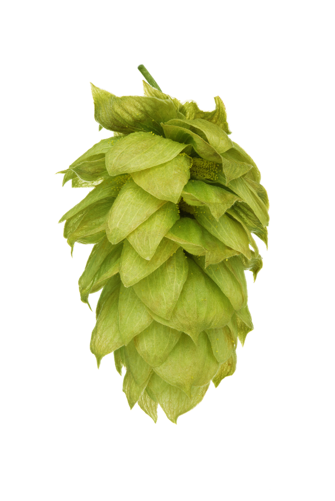 LÚPULO MOUTERE PELLET HOP REVOLUTION 2024