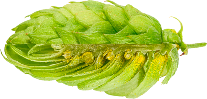 LÚPULO PERLE PELLET