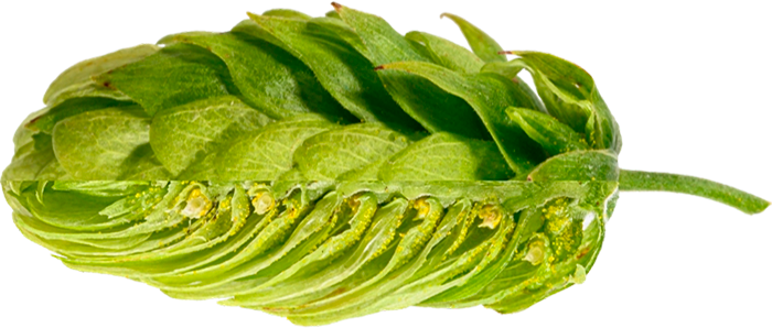 LÚPULO MITTELFRÜH PELLET