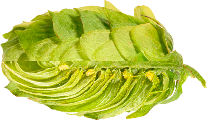 LÚPULO TETTNANGER PELLET