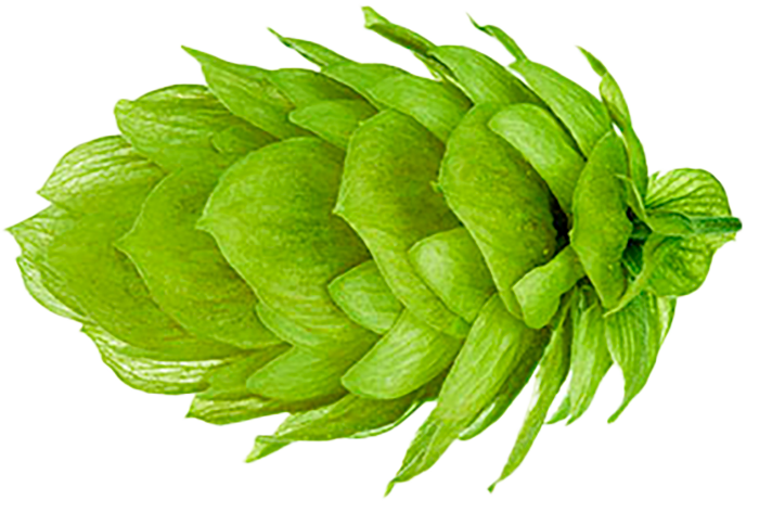 LÚPULO STYRIAN G. CELEIA PELLET HOPSI 2024