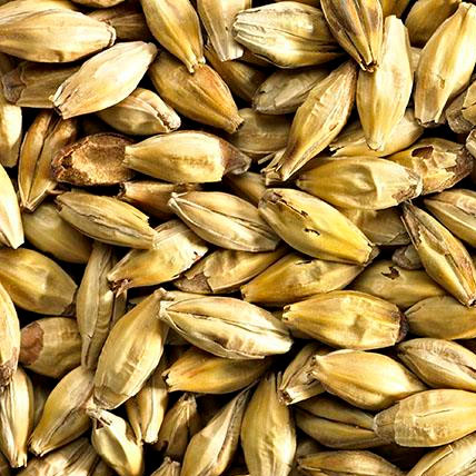 CHIT MALT