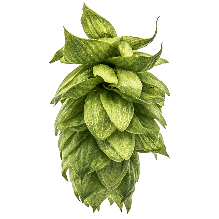 LÚPULO CASHMERE YAKIMA