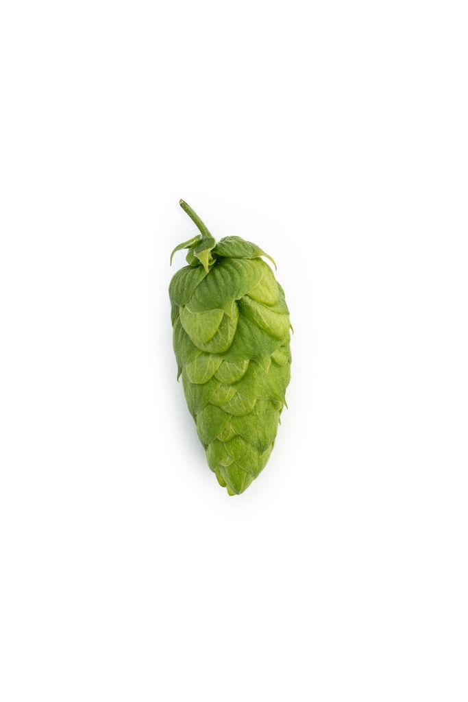 LÚPULO HUELL MELON HVG