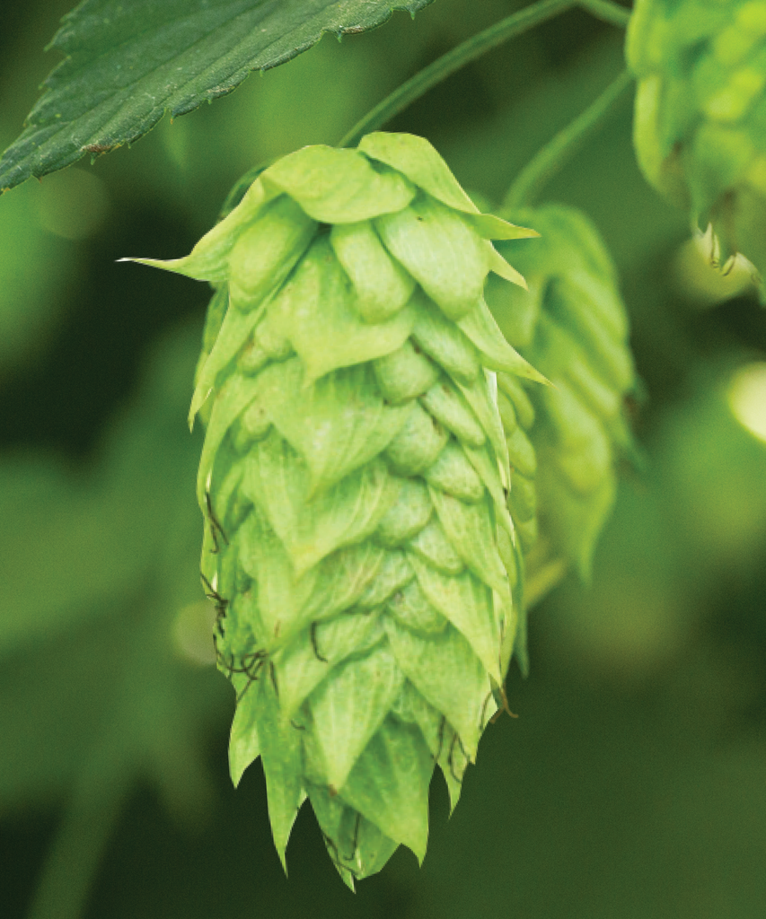 LLÚPOL IDAHO 7 PELLET CROSBY 