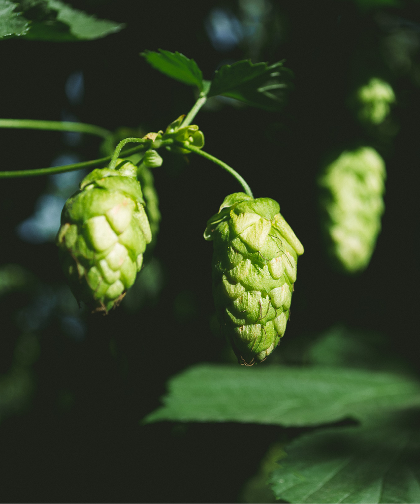 CGX STRATA LUPULIN CROSBY