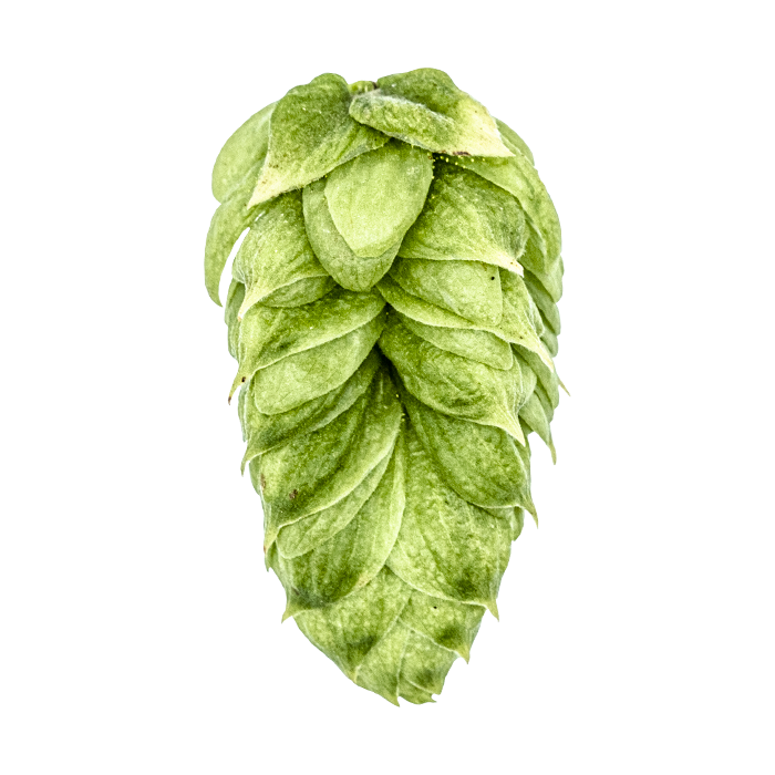 LLÚPOL TALUS  YAKIMA