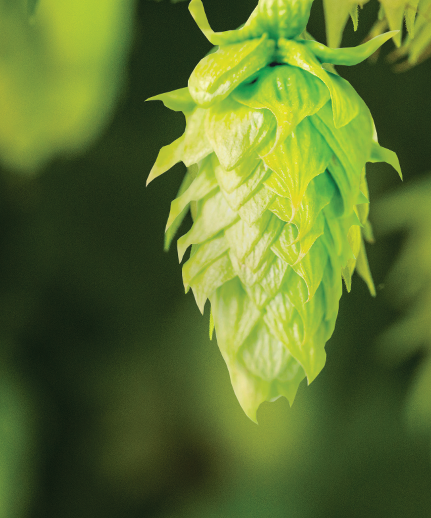 CGX VISTA LUPULIN CROSBY