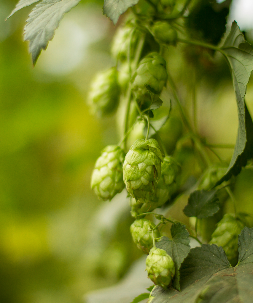 LLÚPOL WILLAMETTE PELLET CROSBY