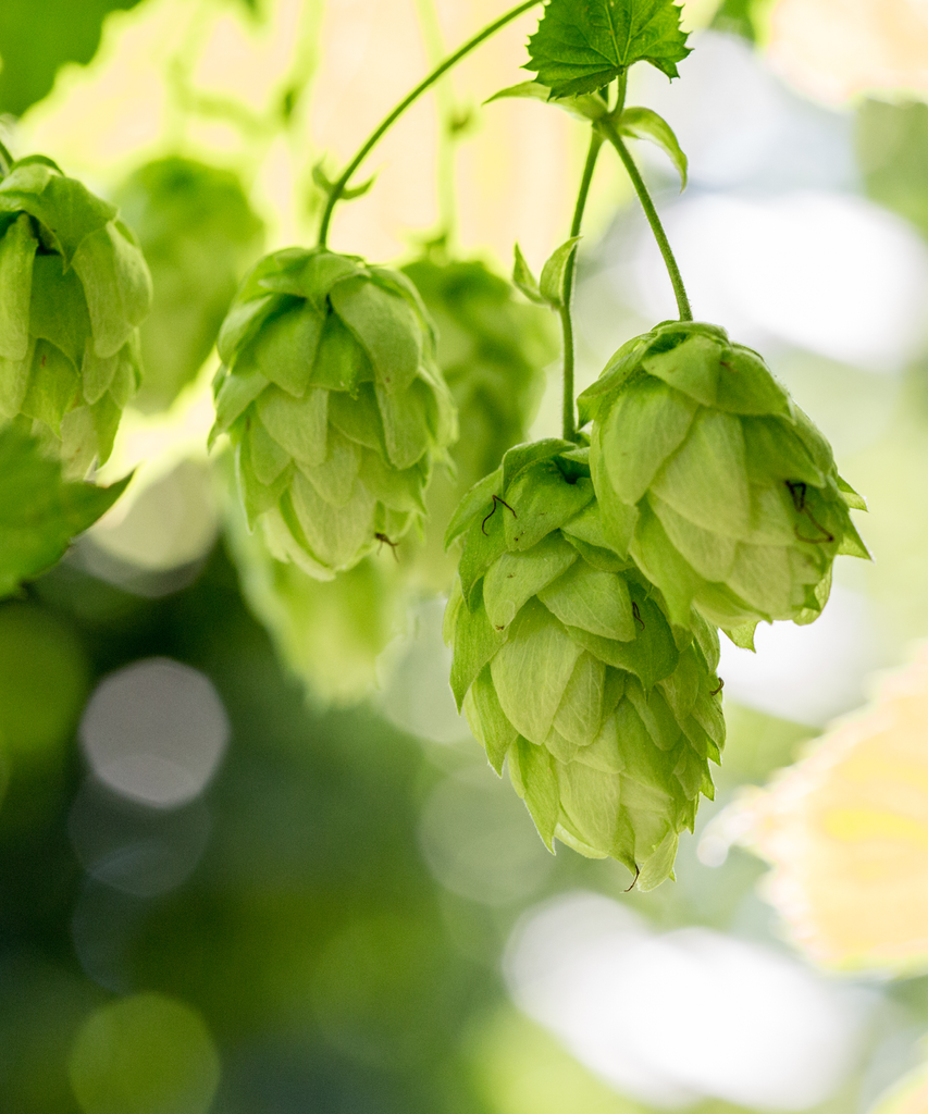 LLÚPOL AZACCA PELLET CROSBY