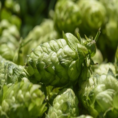 LÚPULO BREWERS GOLD PELLET HOP FRANCE 