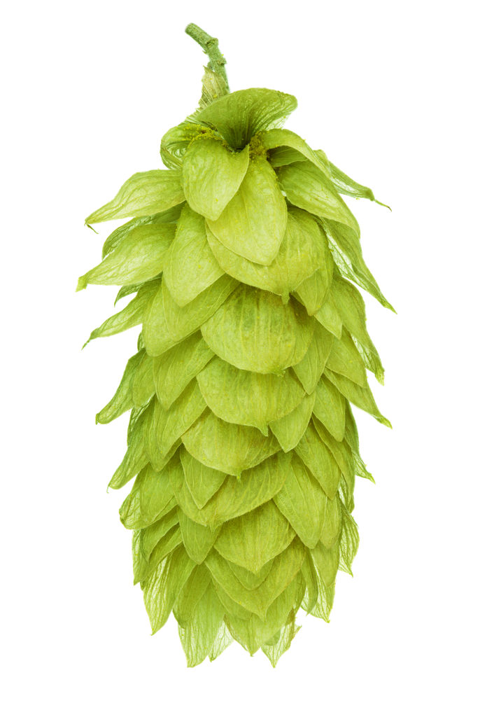 LÚPULO PACIFIC SUNRISE HOP REVOLUTION