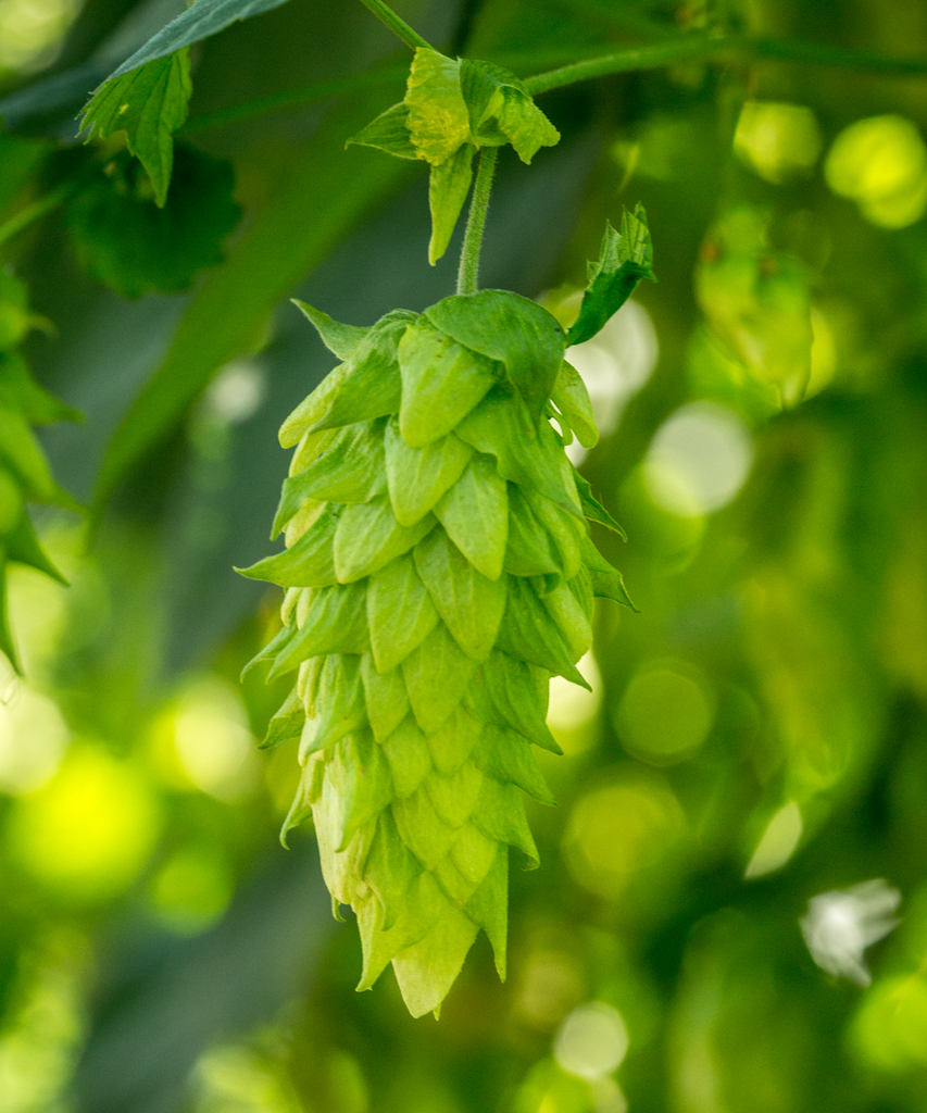 LLÚPOL CHINOOK CROSBY