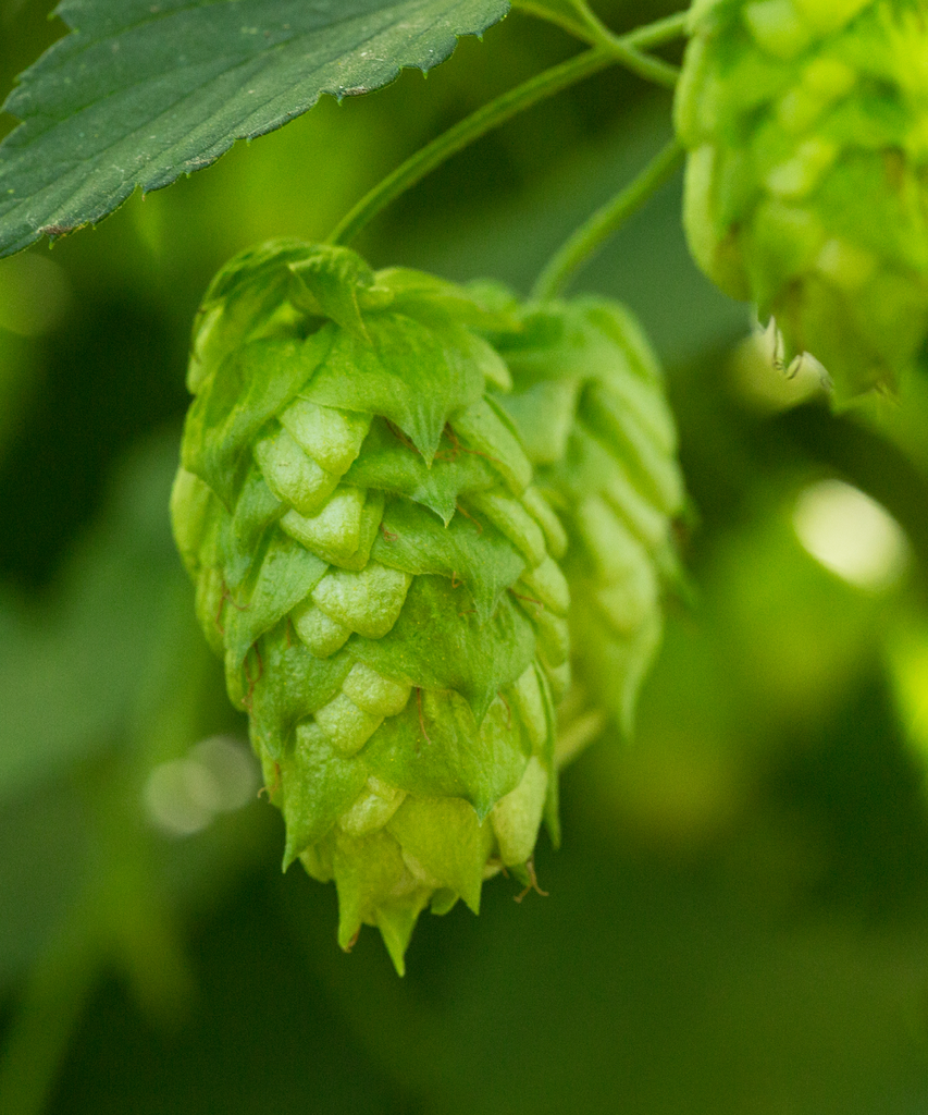 LLÚPOL NUGGET CROSBY