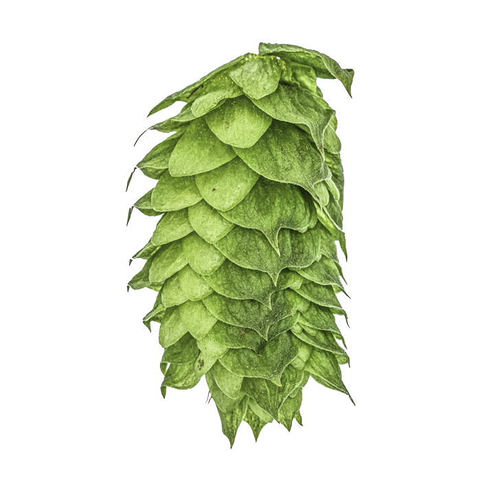 LLÚPOL HBC 1134 YAKIMA