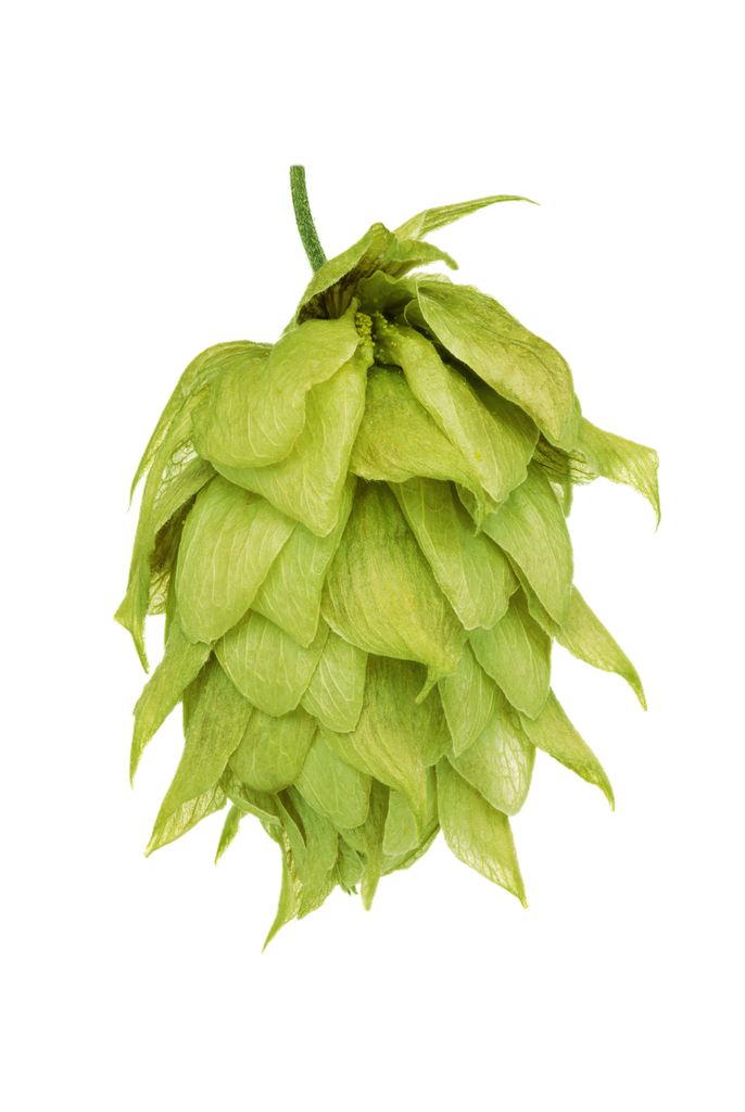 LÚPULO RIWAKA PELLET HOP REVOLUTION 2025