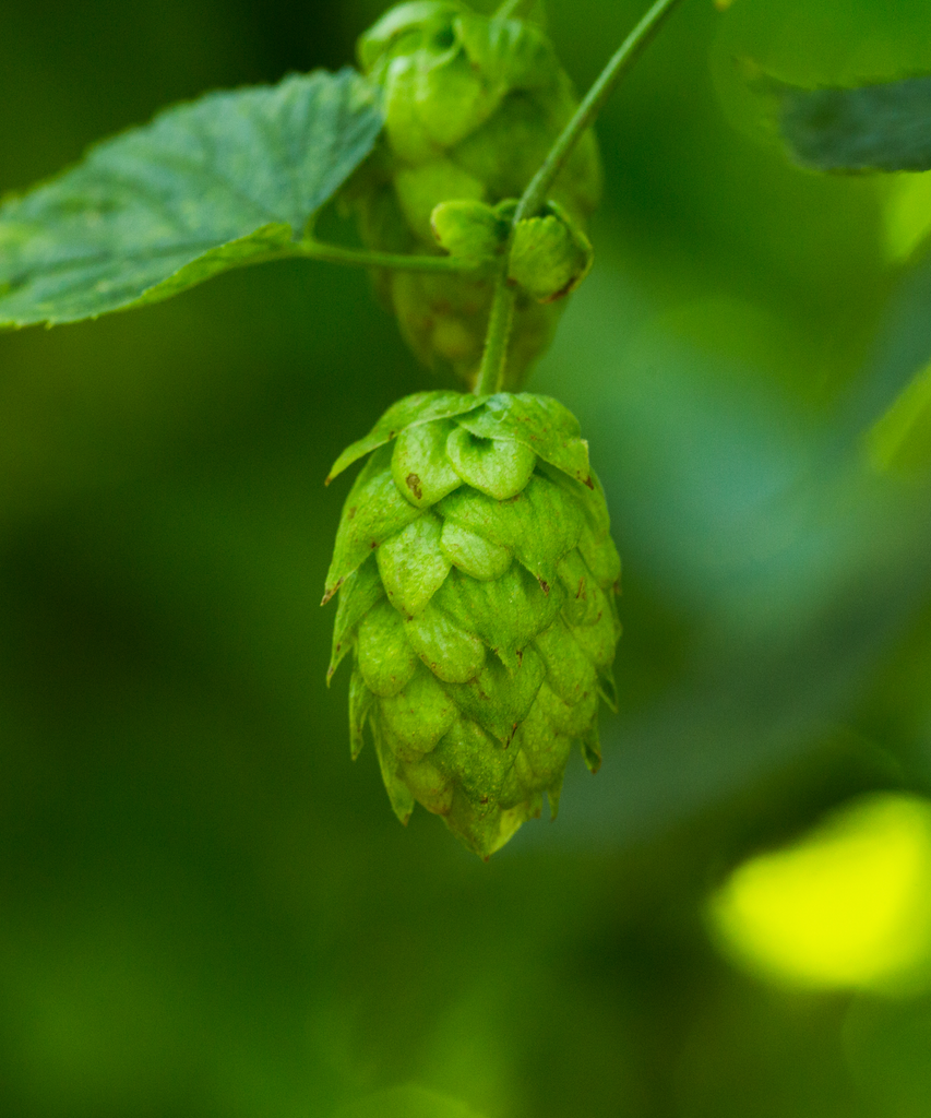 CGX CASCADE CRYOGENIC LUPULIN PELLET CROSBY