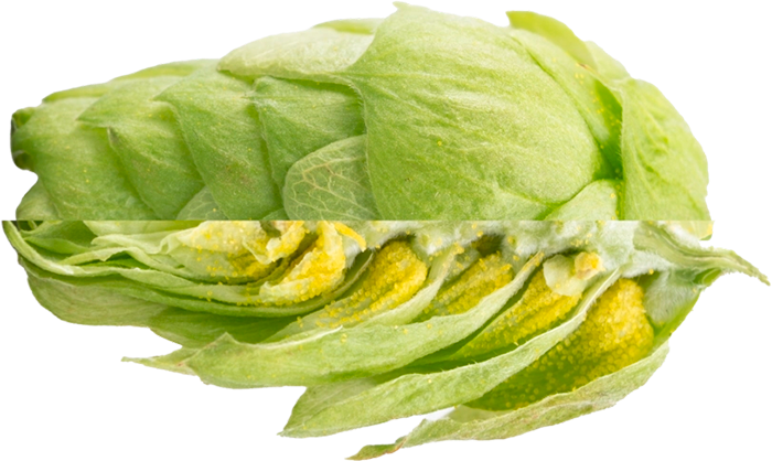 LÚPULO ECLIPSE PELLET HOPSI