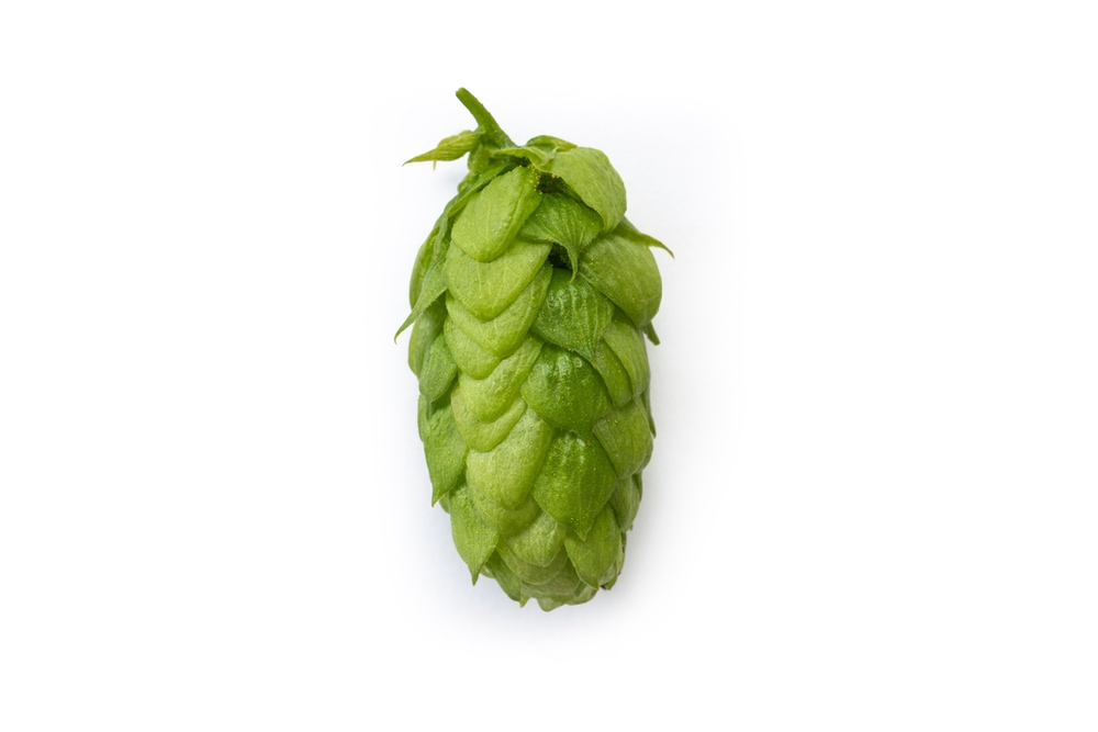 LÚPULO TETTNANGER PELLET HVG 2024