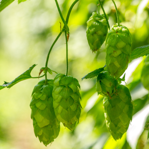 [AGLPCENCGX] CGX CENTENNIAL LUPULIN PELLETS 5KG