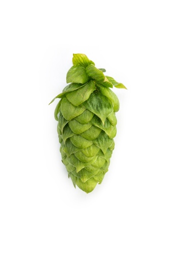 LÚPULO MANDARINA HVG