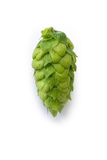 LUPULO NORTHERN BREWER PELLET HVG 