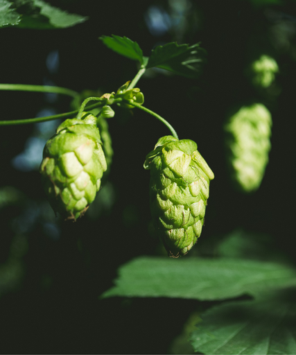 LÚPULO STRATA PELLET CROSBY 