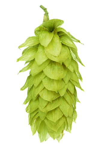 LLÚPOL PACIFIC SUNRISE HOP REVOLUTION