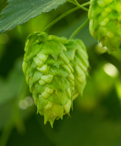 LLÚPOL NUGGET CROSBY